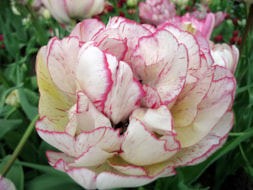 Keukenhof (42)